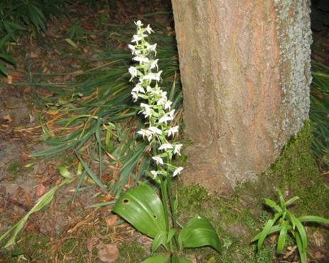 Любка дволиста - фото показує нам зростанні квітки у дикому вигляді (лісі).