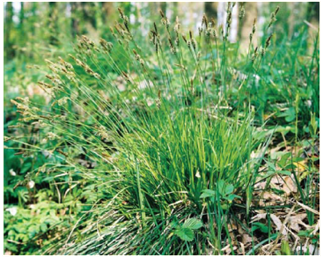 Осока затінкова (Carex umbrosa Host)