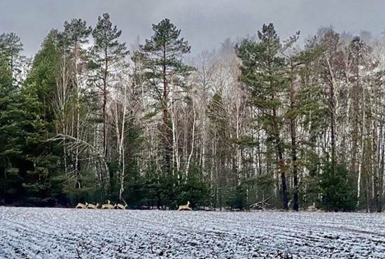 https://eprdep.zht.gov.ua/novyny_04.03.2025_oblik_tvarin.files/image005.jpg