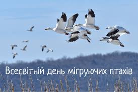 10 жовтня – Всесвітній день мігруючих птахів «ПТАХИ ЄДНАЮТЬ СВІТ»  Чорнобильський заповідник розташований на перехресті великих міграційних  шляхів, що пролягають вздовж річок Дніпра та Прип'яті. За сезон тут  пролітає 30-50 тисяч гусей,