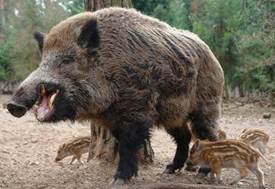 Дикие кабаны – грозный предок домашней свиньи – Клуб любителей хрюш
