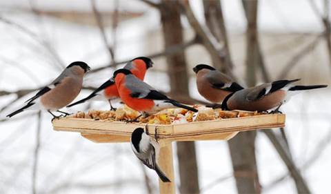 Чим підгодовувати взимку птахів у саду - Нова Доба