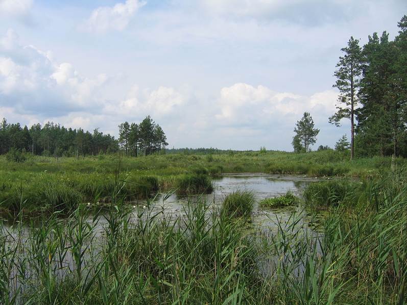Річка Жолобниця у Поліському заповіднику