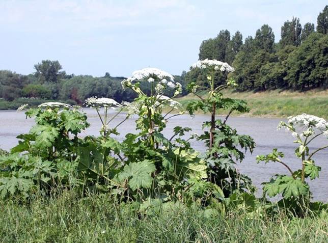 Результат пошуку зображень за запитом "інвазивні небезпечні рослини україни"