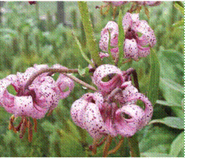 image044