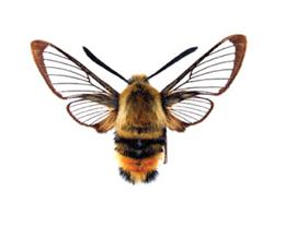 image052